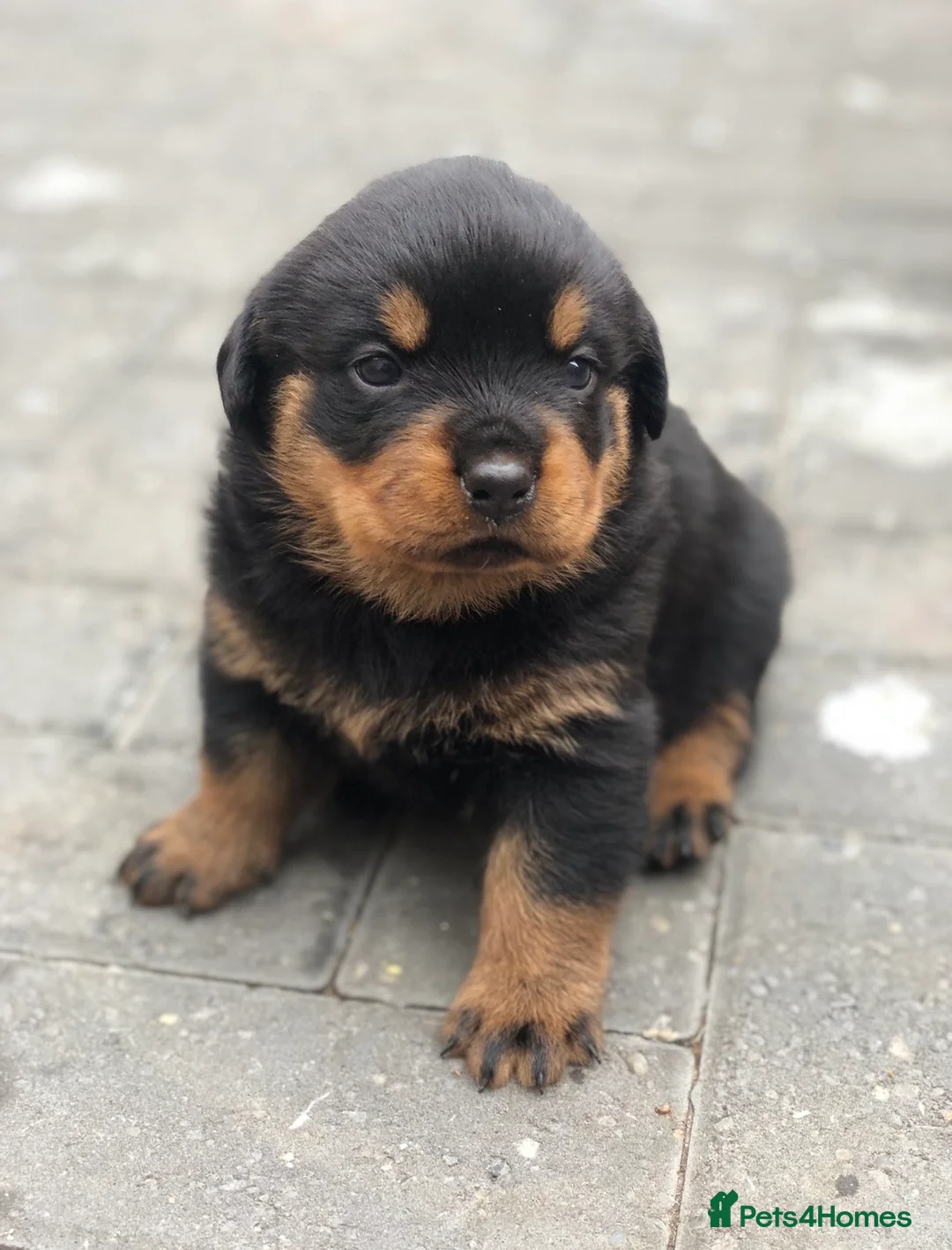 Rottweiler dogs for sale: Quality KC registered Rottweiler Puppies  - Advert 8