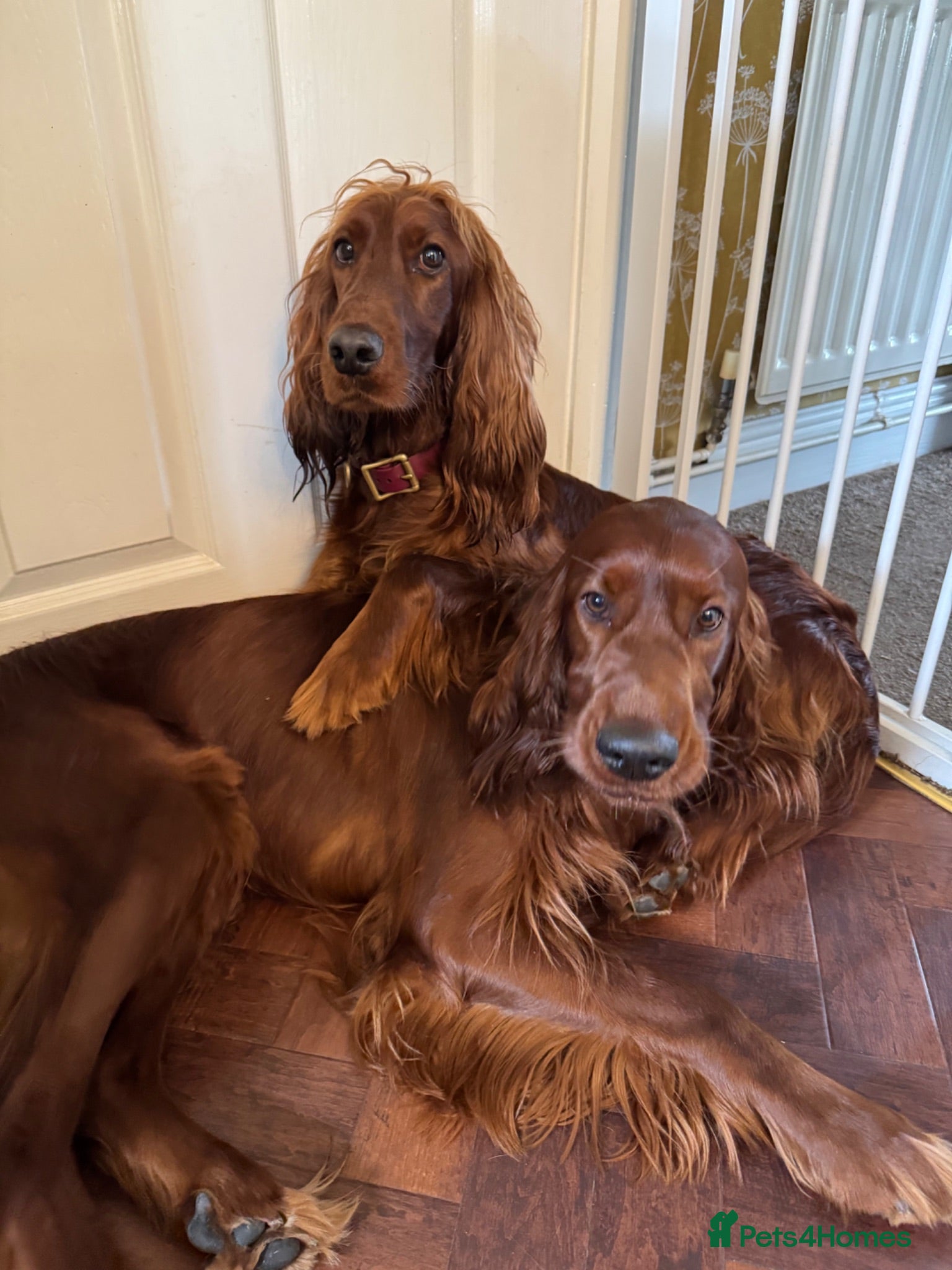 Irish Setter dogs Pair of Irish Setters - Advert 1