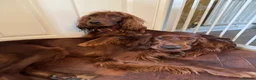Irish Setter dogs for sale: Pair of Irish Setters in Redcar - Advert 1