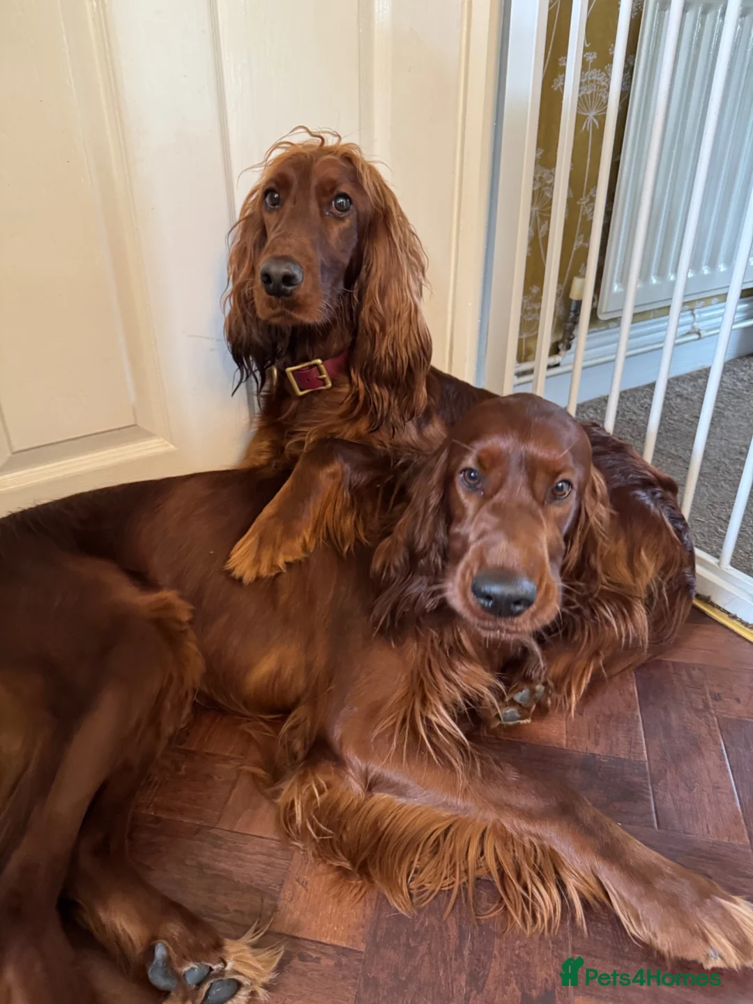 Irish Setter dogs for sale: Pair of Irish Setters in Redcar - Advert 1