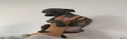 Italian Greyhound dogs for sale: Handsome Italian greyhound - Advert 4