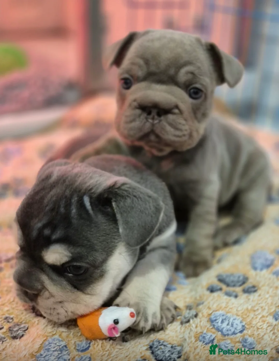 French Bulldog dogs for sale: French bulldogs  - Advert 7