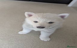 Pomsky dogs for sale: Vergil - Image 10