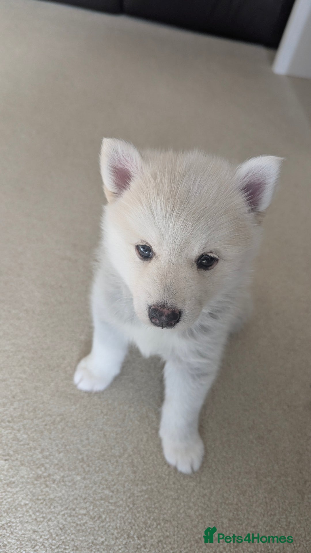 Pomsky dogs for sale: Vergil - Image 10