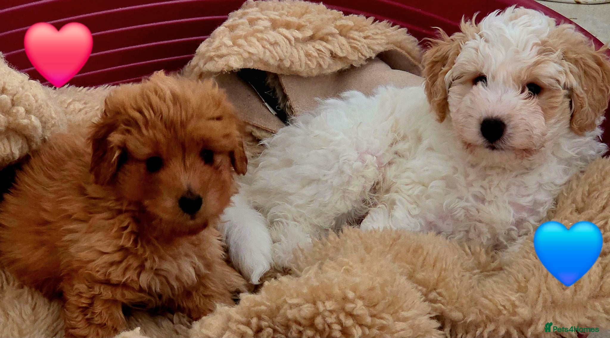 Mixed Breed dogs Maltipoo puppies  - Advert 1