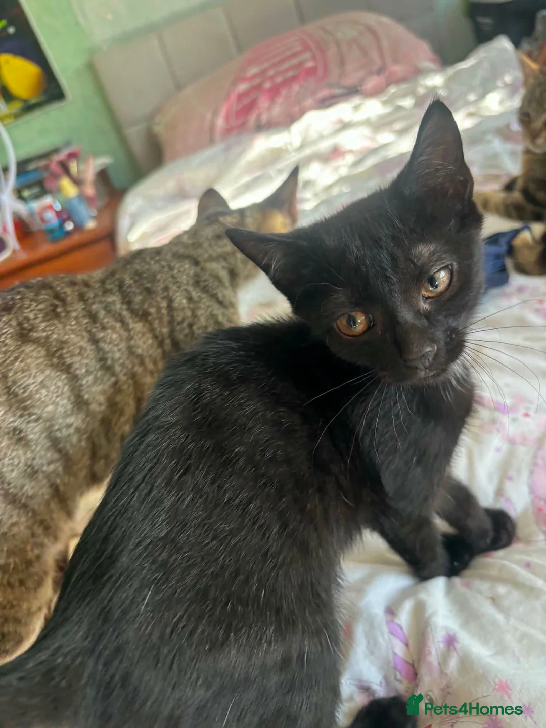 Mixed Breed cats for sale: Kittens  in Hayle - Advert 9