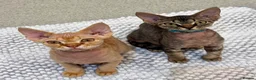 Devon Rex cats for sale: Mrs Nina K. - Advert 8