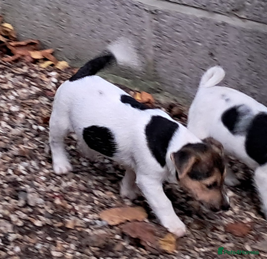 Jack Russell dogs for sale: KC Jack Russell pups, DNA Clear- LOA, SCA, PLL - Advert 22