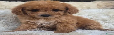 Cavapoo 3