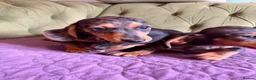 Miniature Dachshund dogs for sale: Mini sausage dogs. Family bred/health checked  - Advert 6