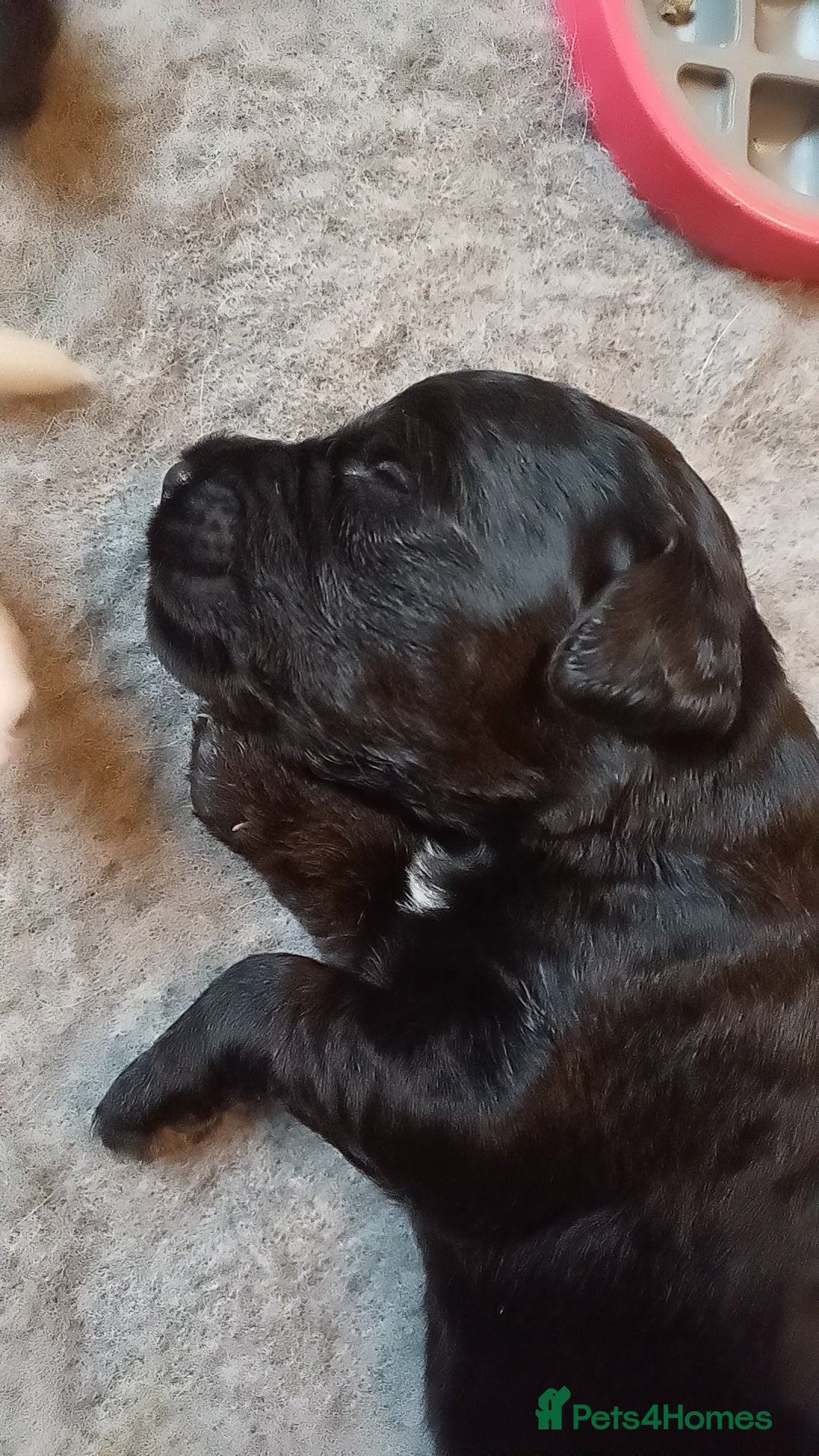 Goldendoodle dogs for sale: Goldendoodles. Family pets - Advert 21