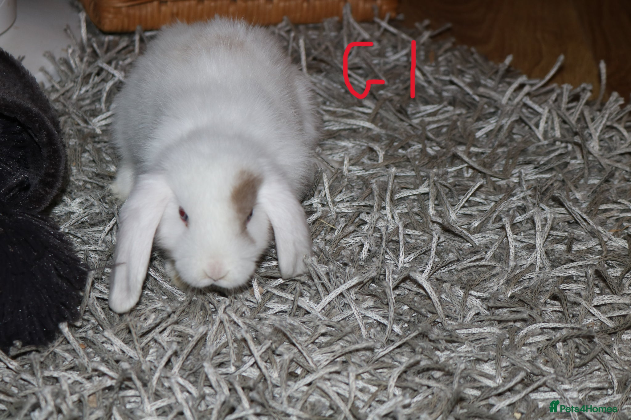 Mini Lop rabbits Mini Lop babies - 1 Doe left - Advert 2