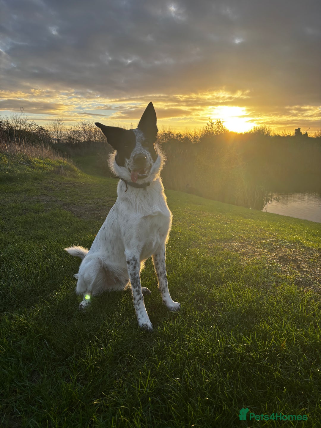 Border Collie dogs for stud: Border collie stud available  - Advert 3