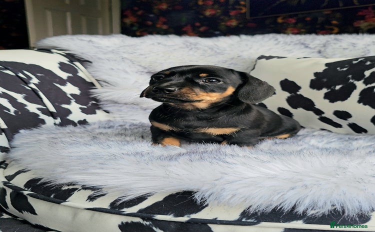 Miniature Dachshund dogs - Advert 1