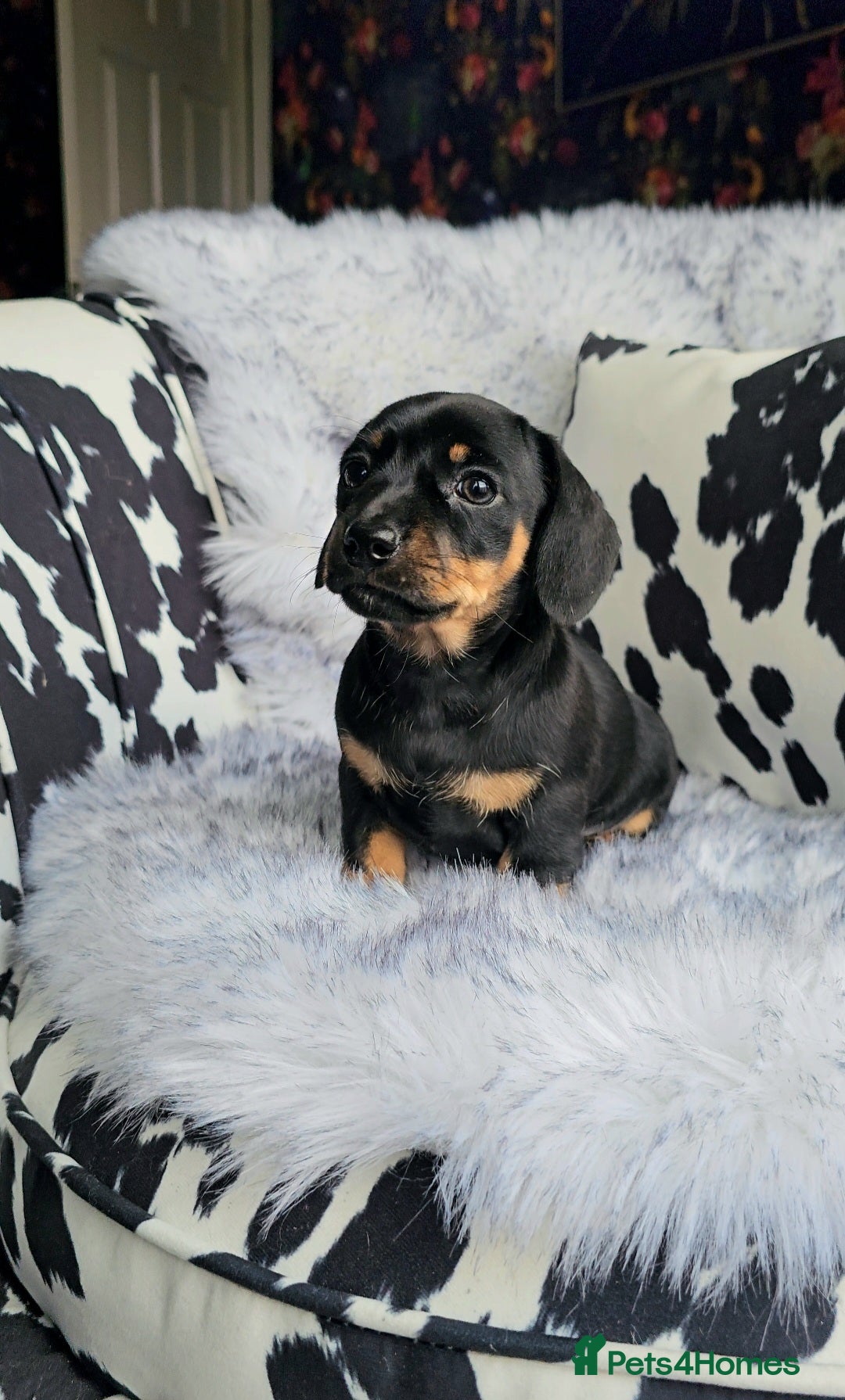 Miniature Dachshund dogs for sale: Miniature Smooth Dachshund Puppies  - Image 8