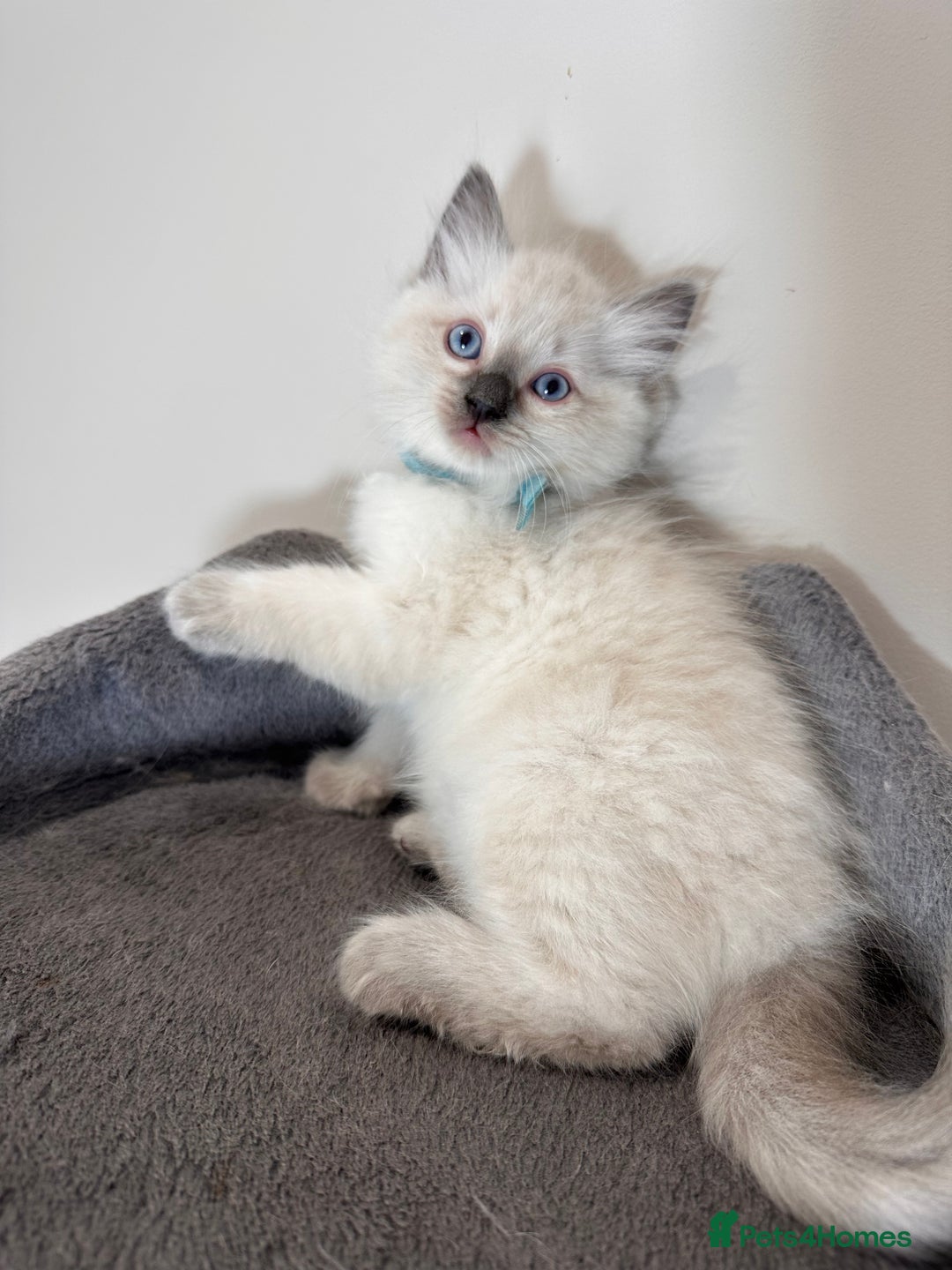 Ragdoll cats for sale: Last Girl & Boy beautiful Ragdolls - Image 6