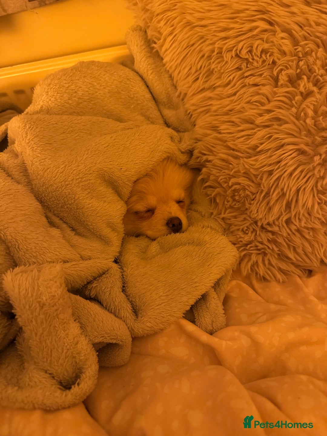 Pomeranian dogs for sale: Pomeranian Girl - Advert 6