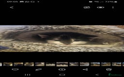 Russian Blue cats for sale: Russian blue mix  - Image 3