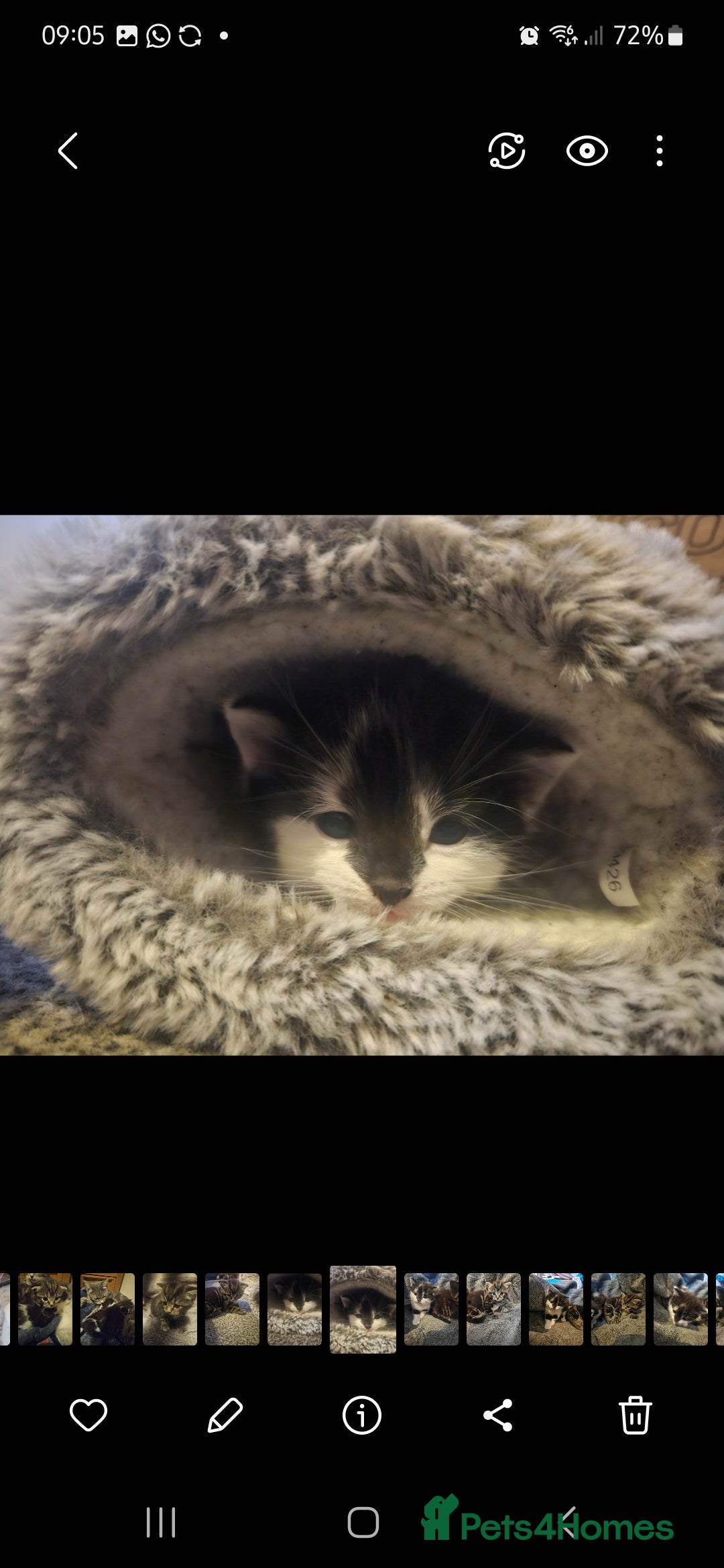 Russian Blue cats for sale: Russian blue mix  - Image 3