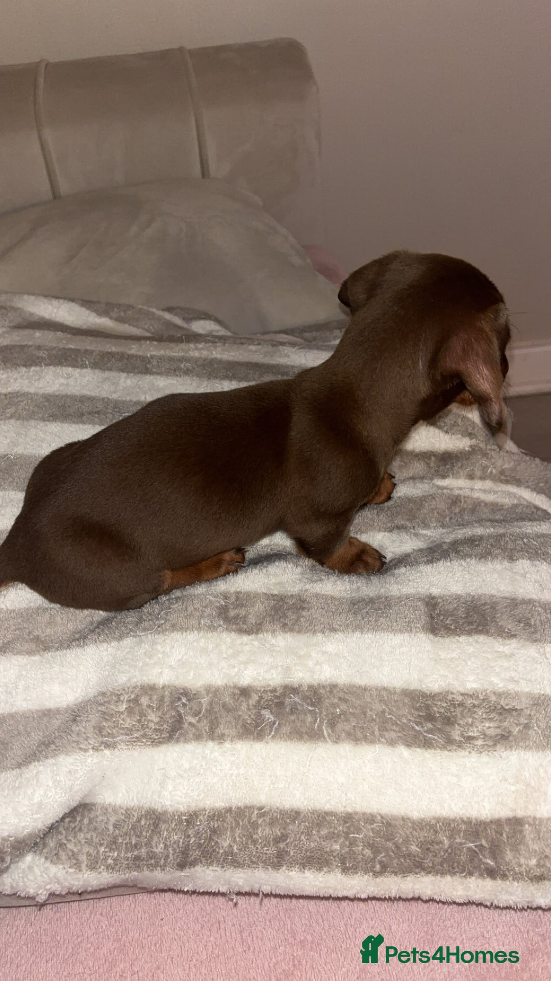 Dachshund dogs for sale: Mini long and smooth hair dachshund puppies  - Image 26