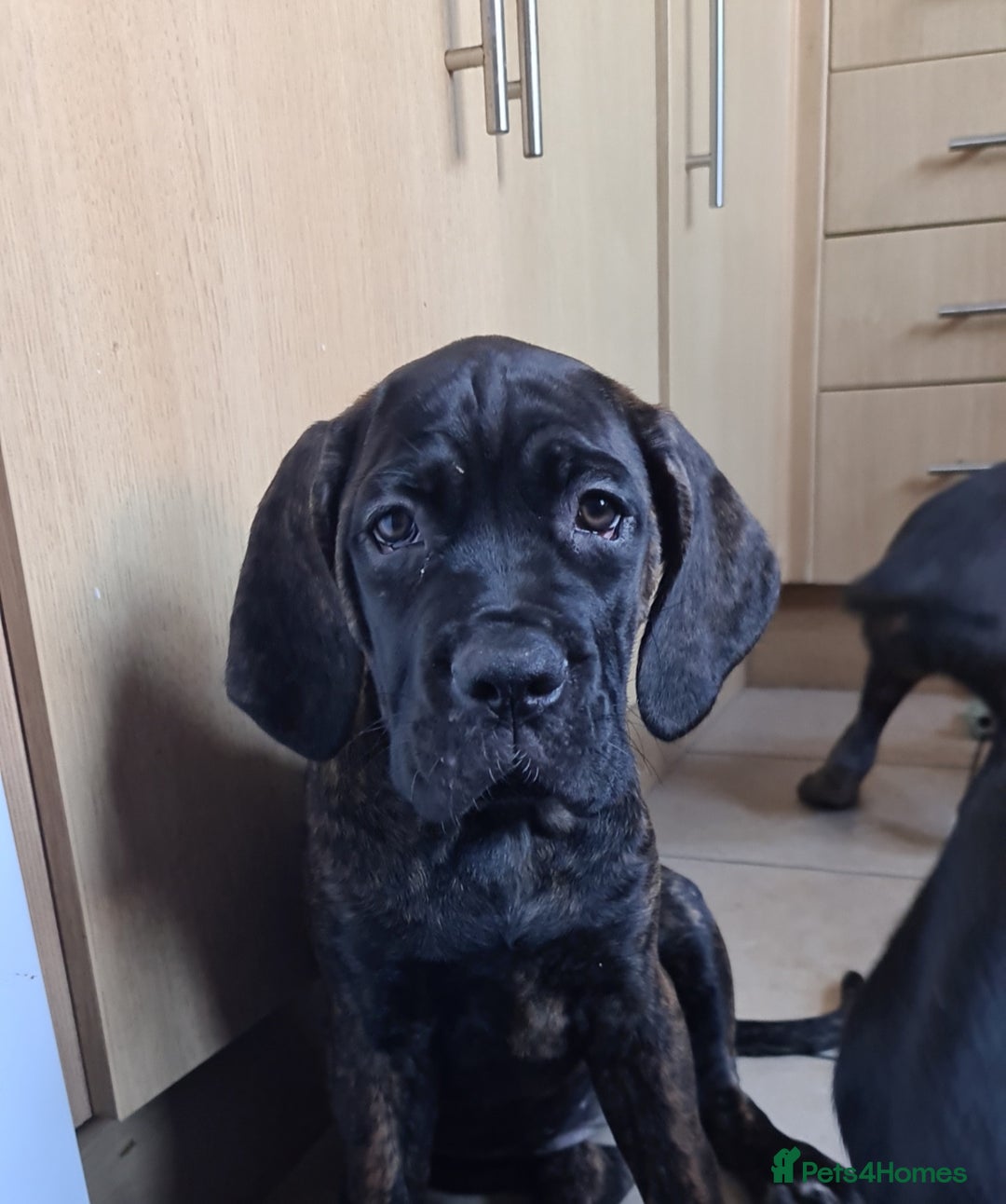Cane Corso dogs for sale: READY TO LEAVE! OUTSTANDING CANE CORSO PUPPIES! - Advert 3