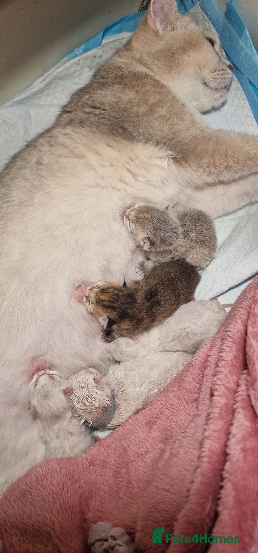 British Shorthair cats for sale: British shorthair kittens  - Image 18