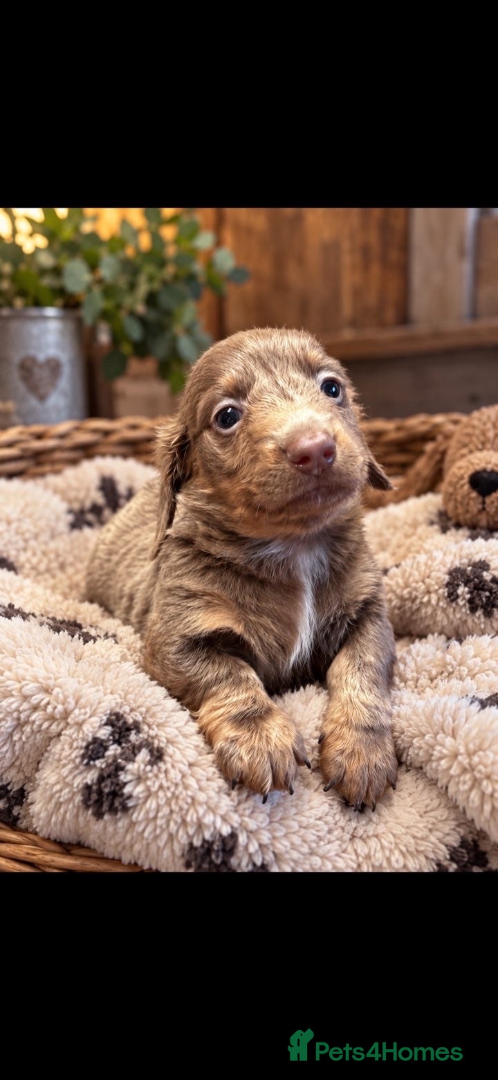 Miniature Dachshund dogs Beautiful Miniature Dachshund Puppies  - Advert 1