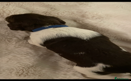 English Springer Spaniel dogs for sale: Exceptional English Springer Spaniels. - Image 9