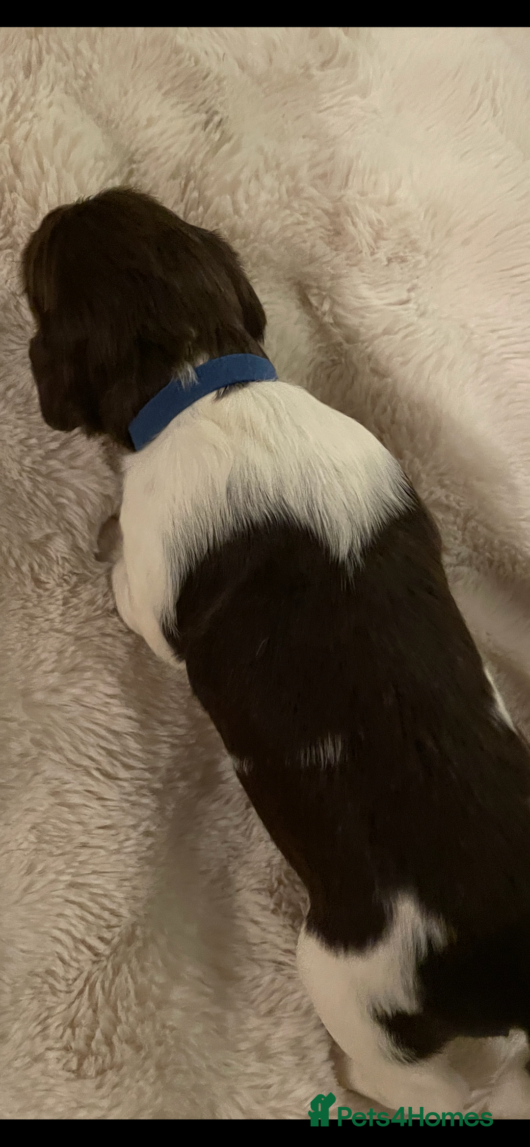 English Springer Spaniel dogs for sale: Exceptional English Springer Spaniels. - Image 9