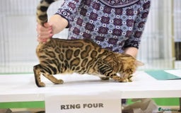 Bengal cats for sale: Snow and Brown boy TICA bengal kittens  - Image 8