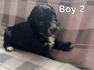 Cockapoo dogs x1 Girl Available & x4 Boys Available Cockapoo - Advert 6