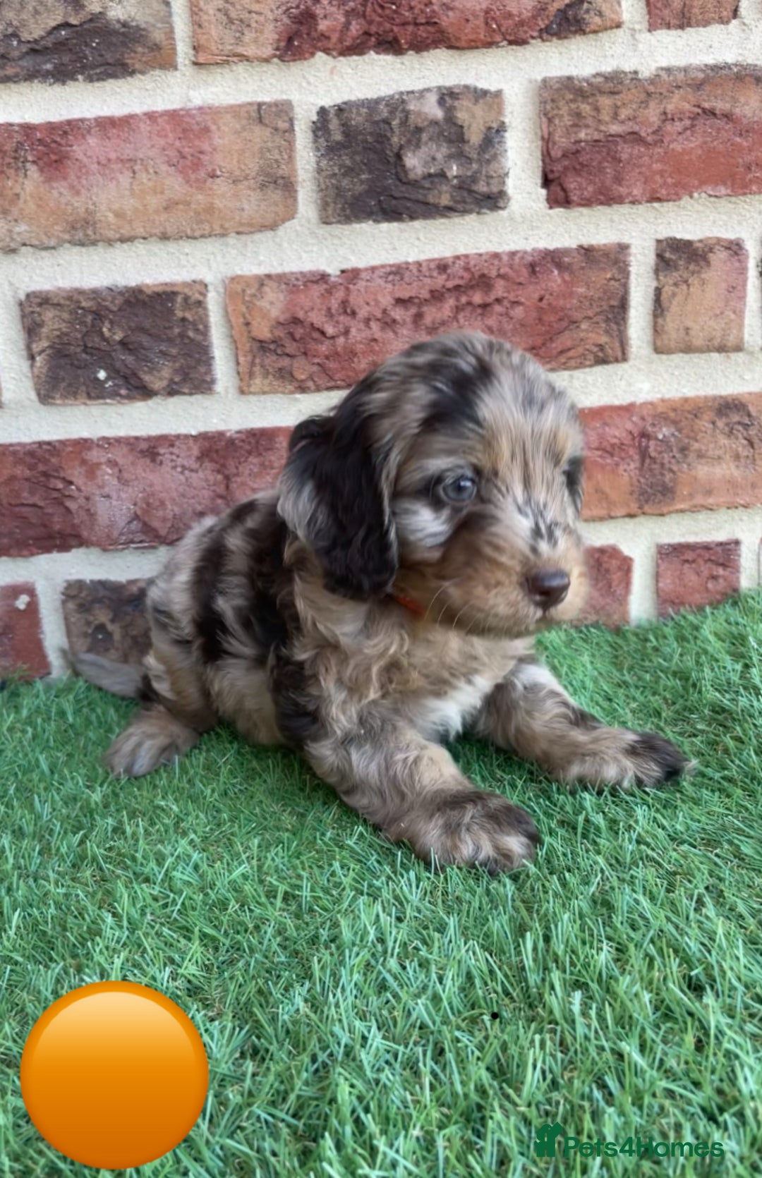 Cockapoo dogs for sale: Ready now. Cockapoos - Image 5