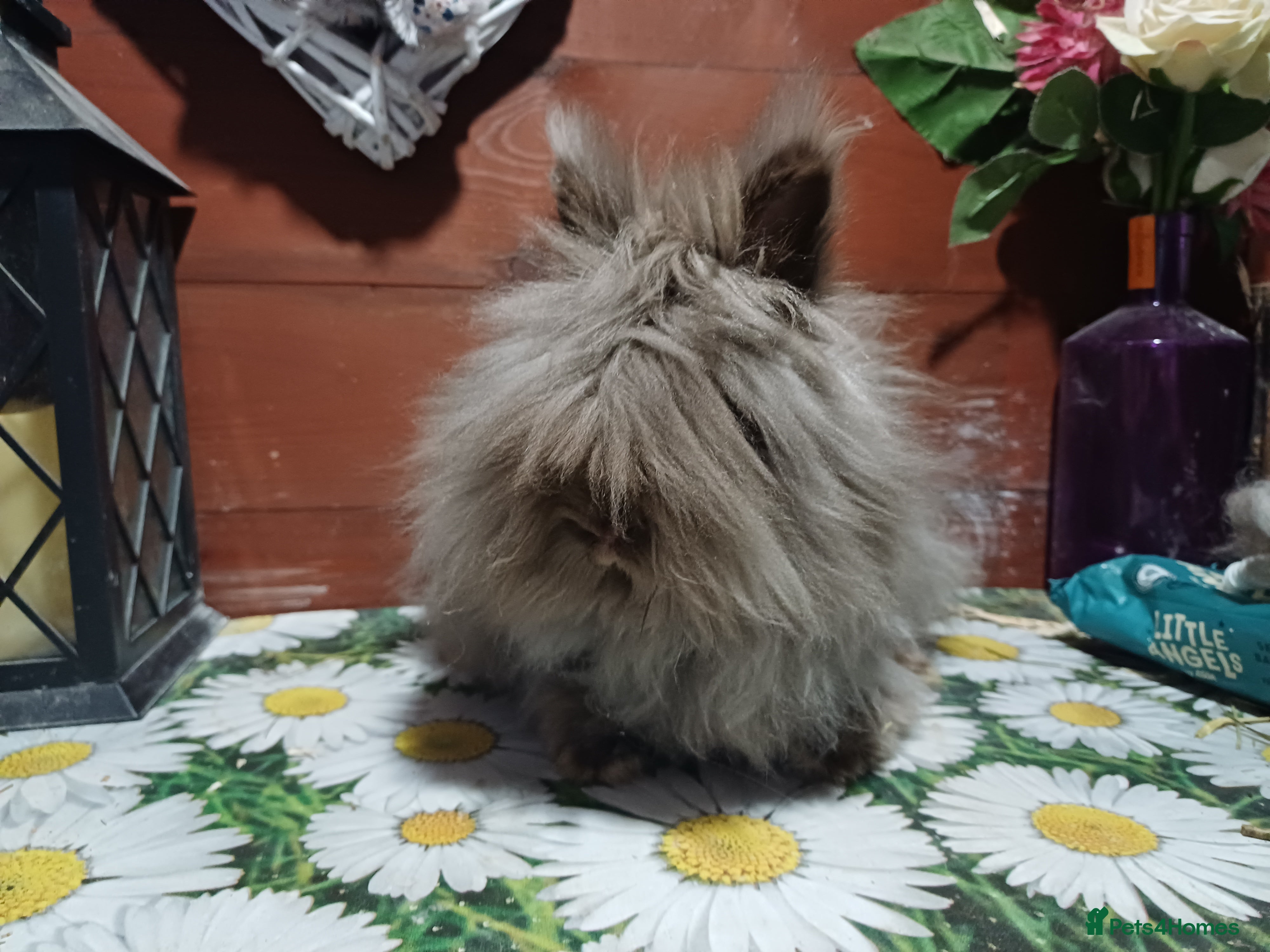 Lionhead rabbits Lionhead does - Advert 12