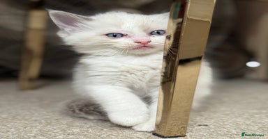 Ragdoll cats - Advert 12