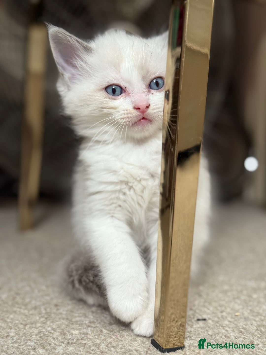 Ragdoll cats for sale: Blue bicolour babies 🐾 - Image 3