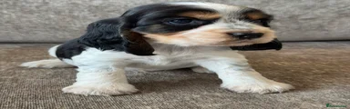 Cocker Spaniel 7