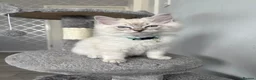 Ragdoll cats for sale: Blue Lynx Point Ragdoll Kitten 11 weeks  - Advert 2