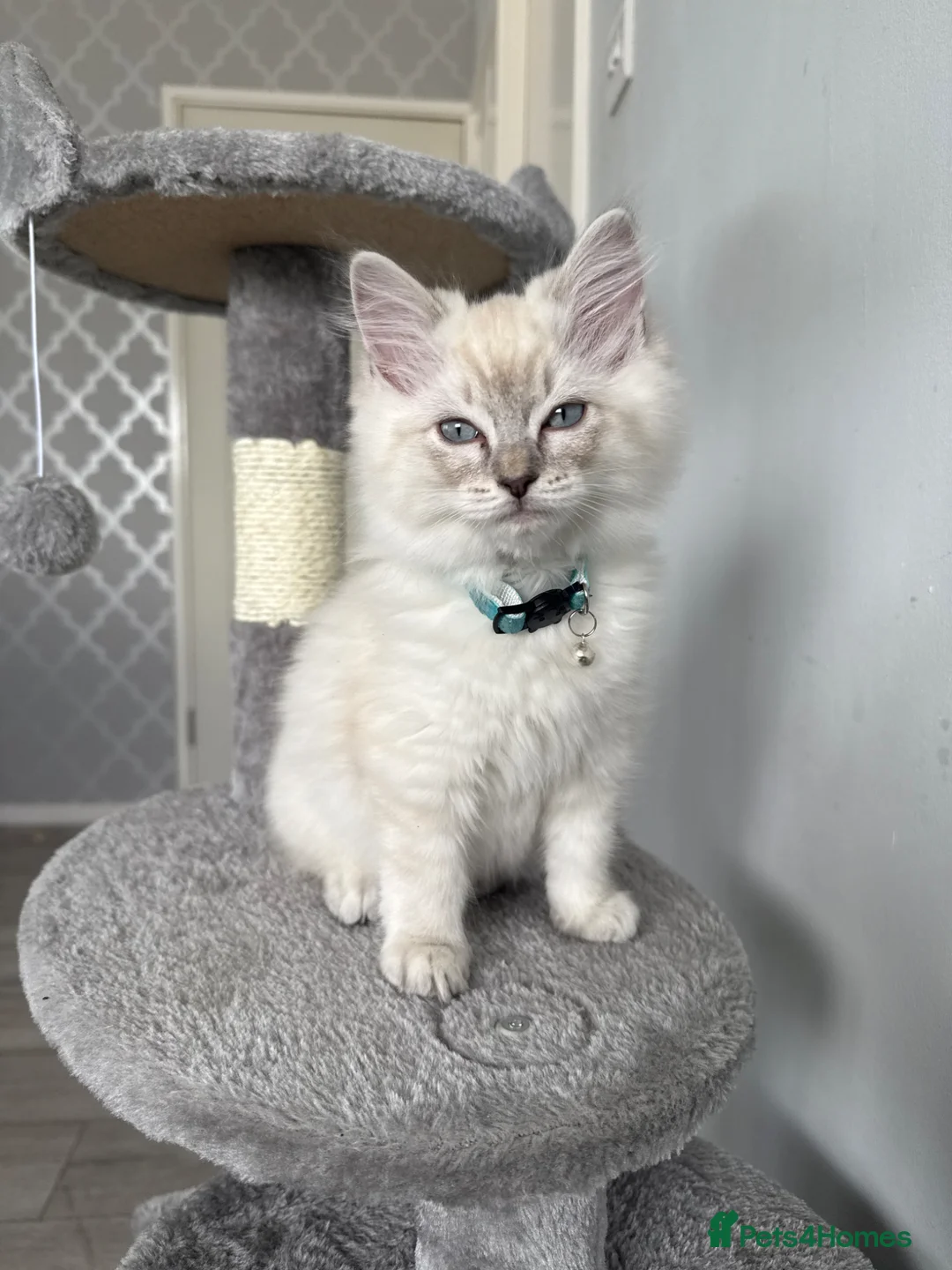 Ragdoll cats for sale: Blue Lynx Point Ragdoll Kitten 11 weeks  - Advert 2