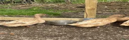 Ducks poultry for sale: 4 Female ducks for sale  - Advert 3