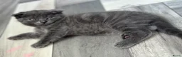 Scottish Fold cats for sale: Scottish fold kittens  in Dewsbury - Advert 18