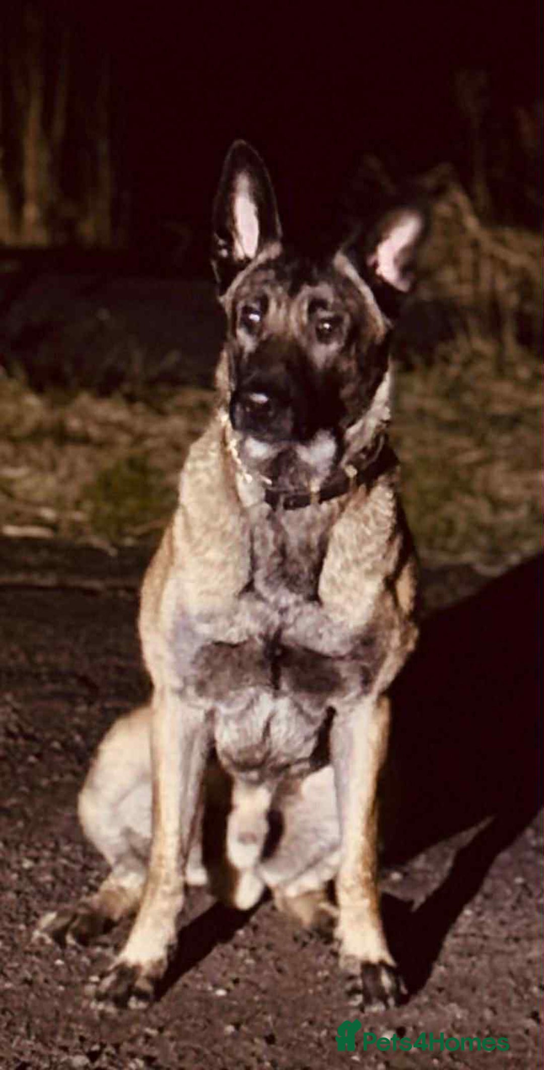 Belgian Shepherd Dog dogs for sale: Top working bloodline belgian malinois puppies - Advert 27