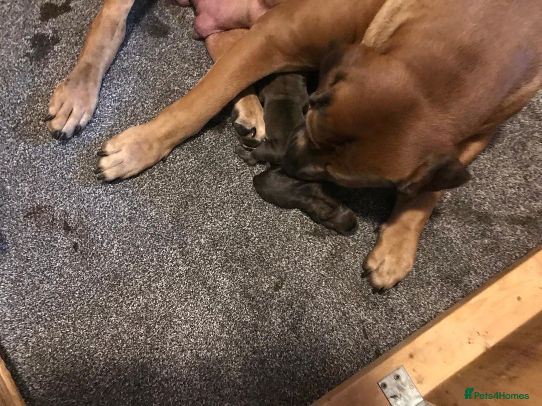 Boerboel dogs for sale: QUALITY NABBR REGISTERED PUPS!  - Advert 9