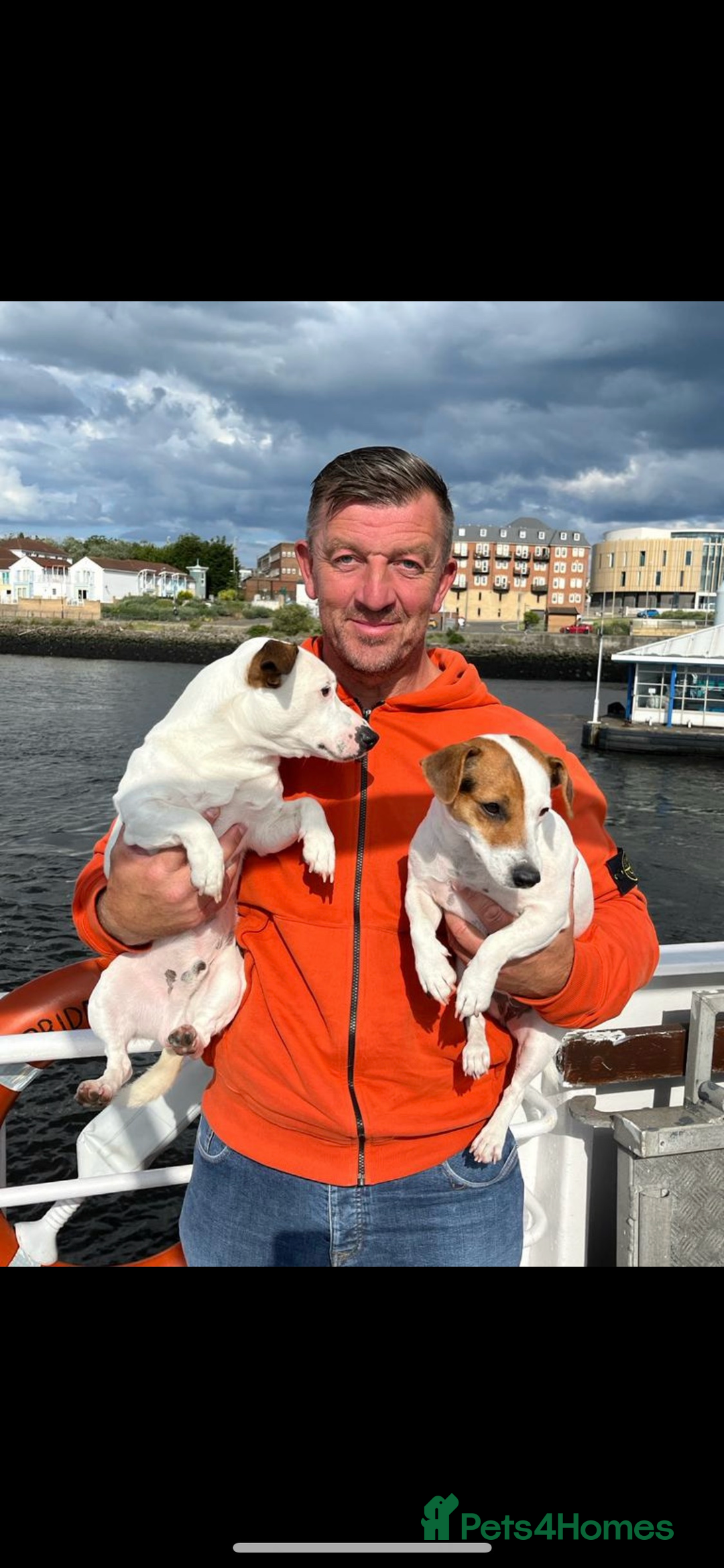 Jack Russell dogs for stud: Jack Russell For Stud - Advert 7