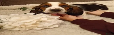 Basset Hound 3