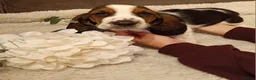 Basset Hound dogs for sale: Beautiful basset hounds - Advert 11