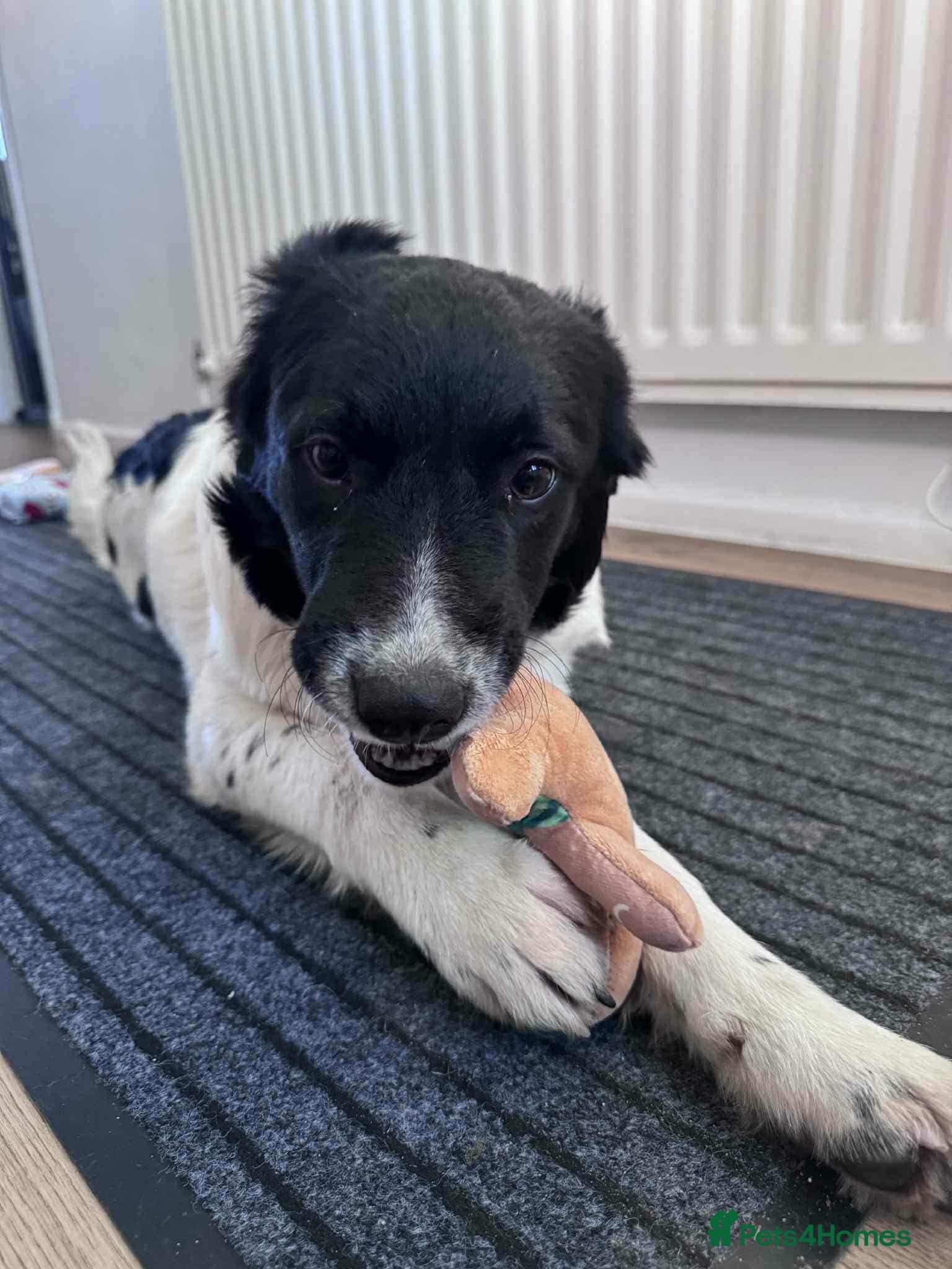 Mixed Breed dogs for adoption: MARNIE - Advert 2