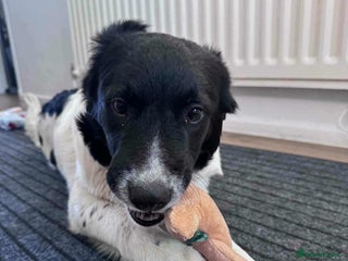 Mixed Breed dogs MARNIE - Advert 20