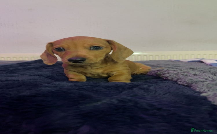 Miniature Dachshund dogs - Advert 13