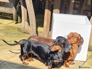 Miniature Dachshund dogs in Maidenhead - Advert 5