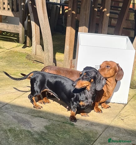 Miniature Dachshund dogs in Maidenhead - Advert 3